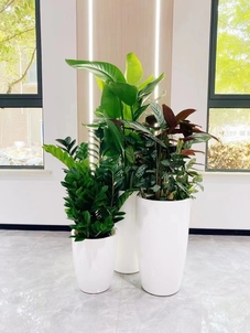 找植物出租？杭州湾这家公司满足独特需求